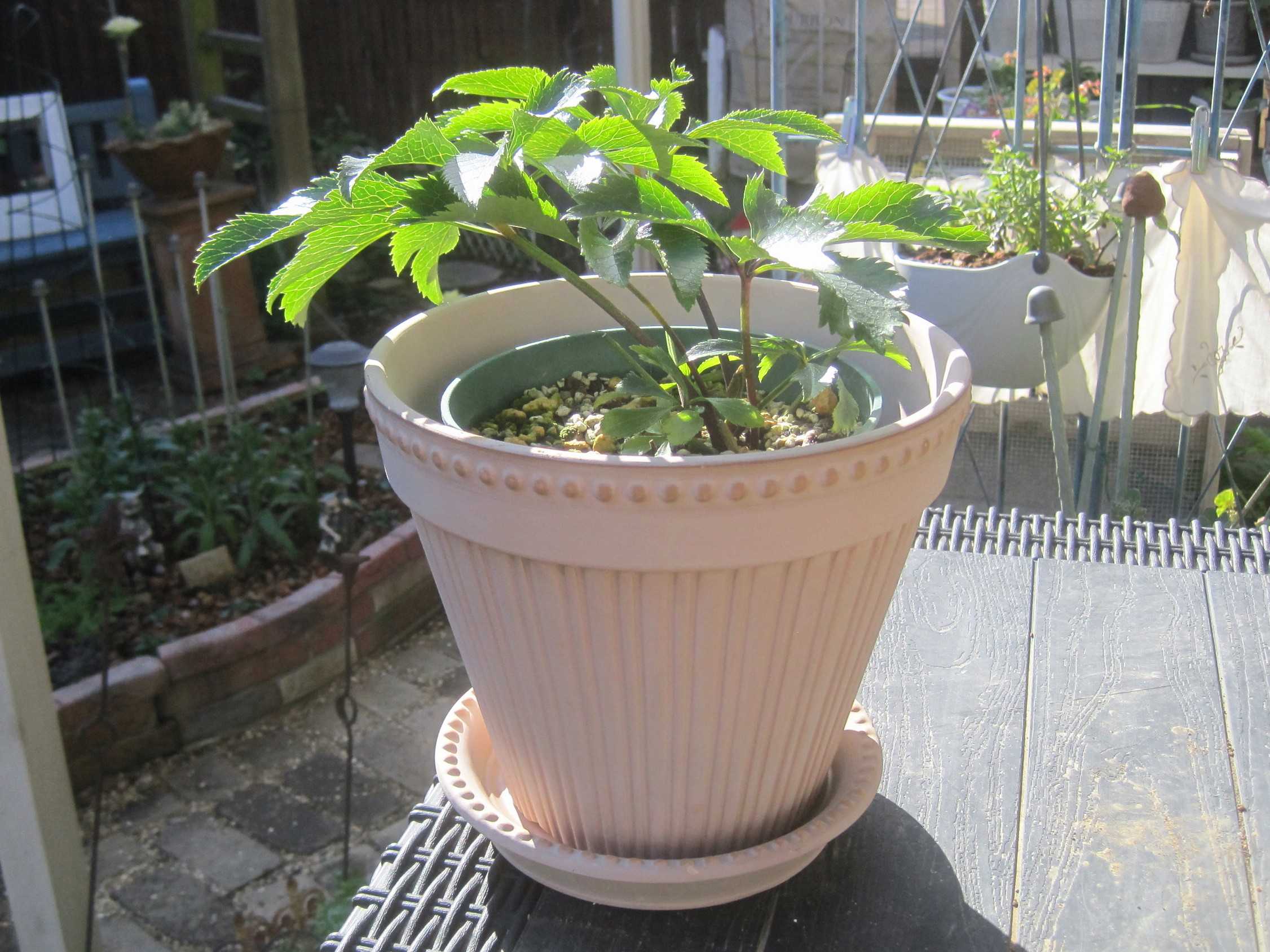 コストコで植木鉢購入。 | たねをまく日々 - 楽天ブログ