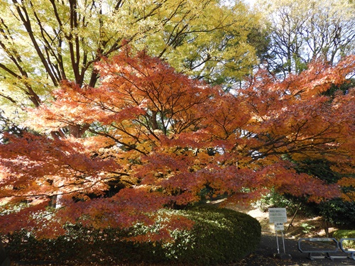 皇居東御苑