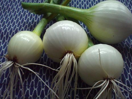 新玉ねぎ