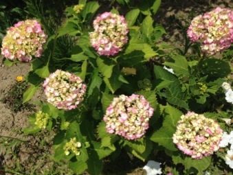 庭の紫陽花
