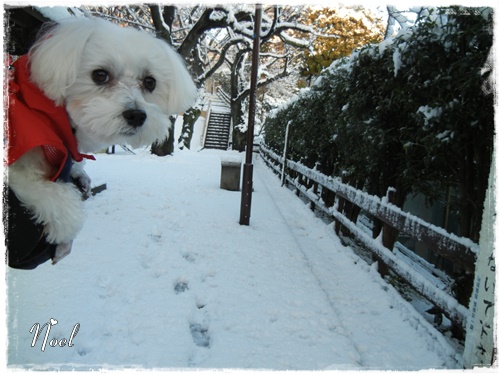 近くの雪景色＆ノエル