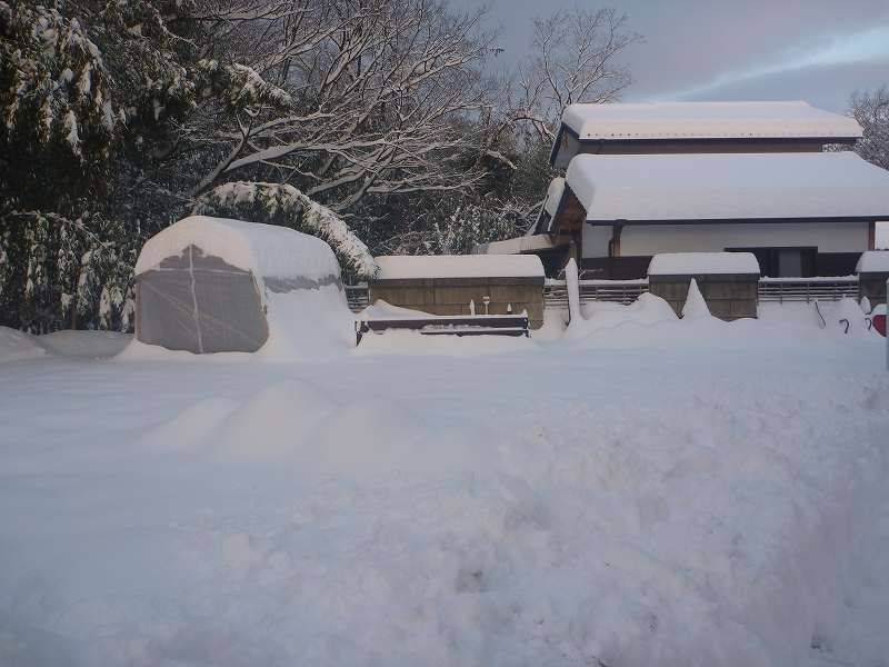 菜園の降雪。