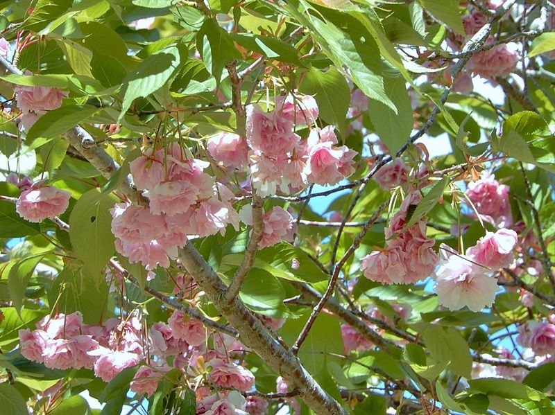 森林植物園訪問 百三十八回目 その2 多目的広場 | ジュラのお散歩花日記 - 楽天ブログ