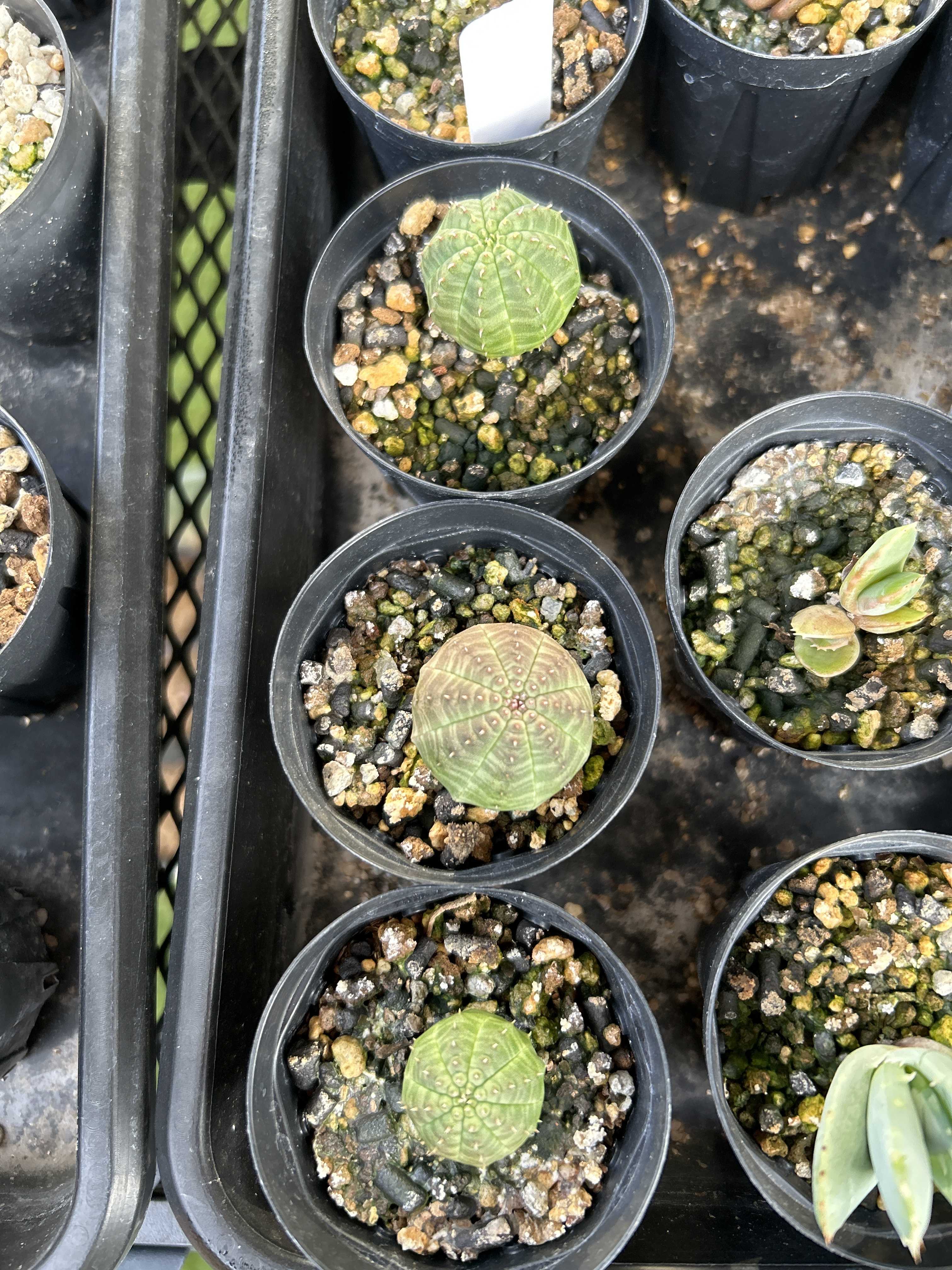 ユーフォルビア オベサ 実生 8ヶ月Euphorbia obesa | ベランダ植物委員会 - 楽天ブログ