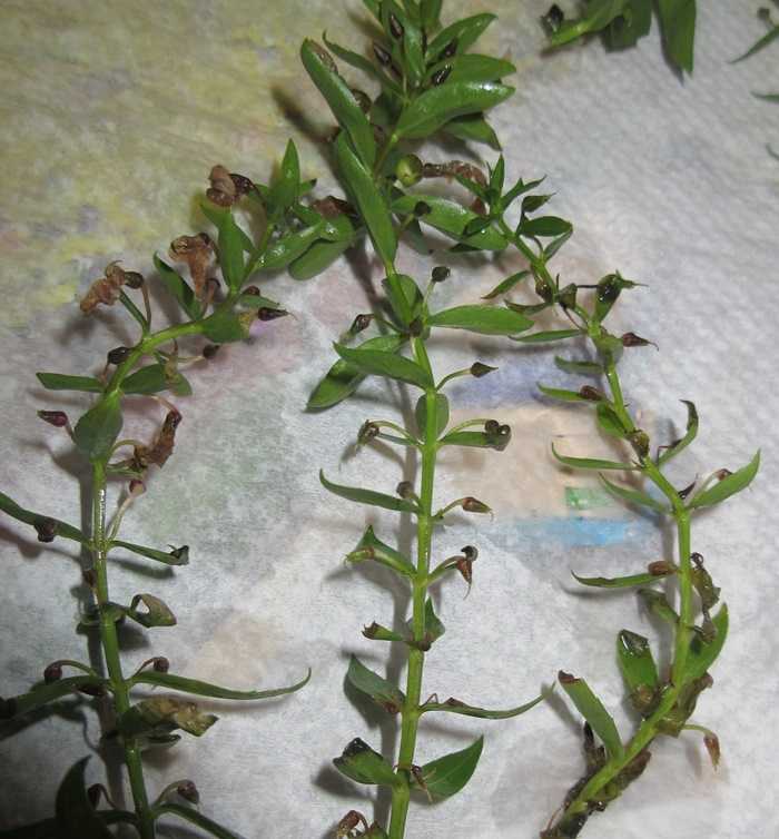 多年草のアンゲロニアの冬越えをさせよう 種まきが発芽 狭い庭を花いっぱいにする育て方 楽天ブログ
