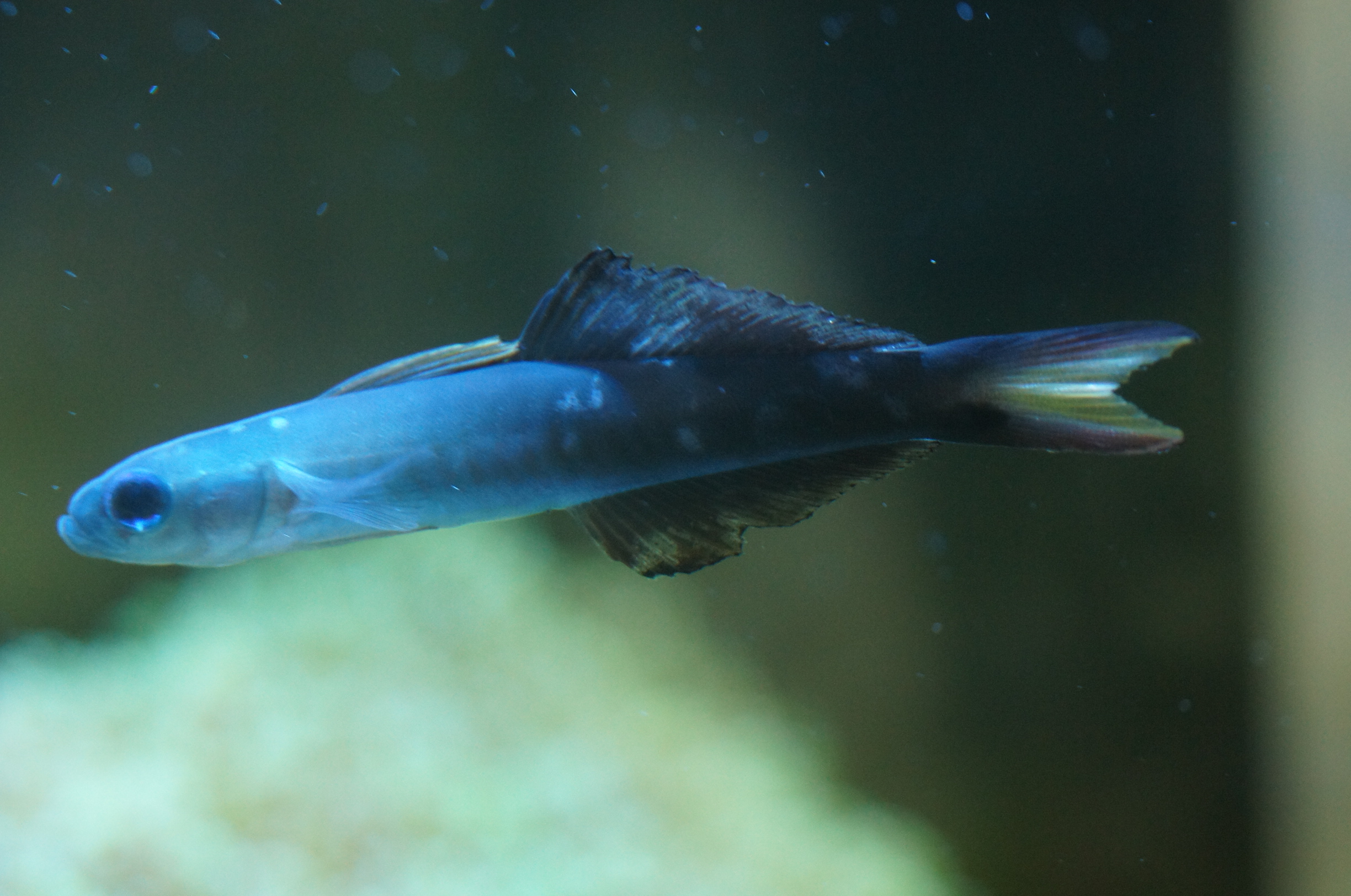 海水魚 サンゴ の記事一覧 癒しのコーラルアクアリウム 楽天ブログ