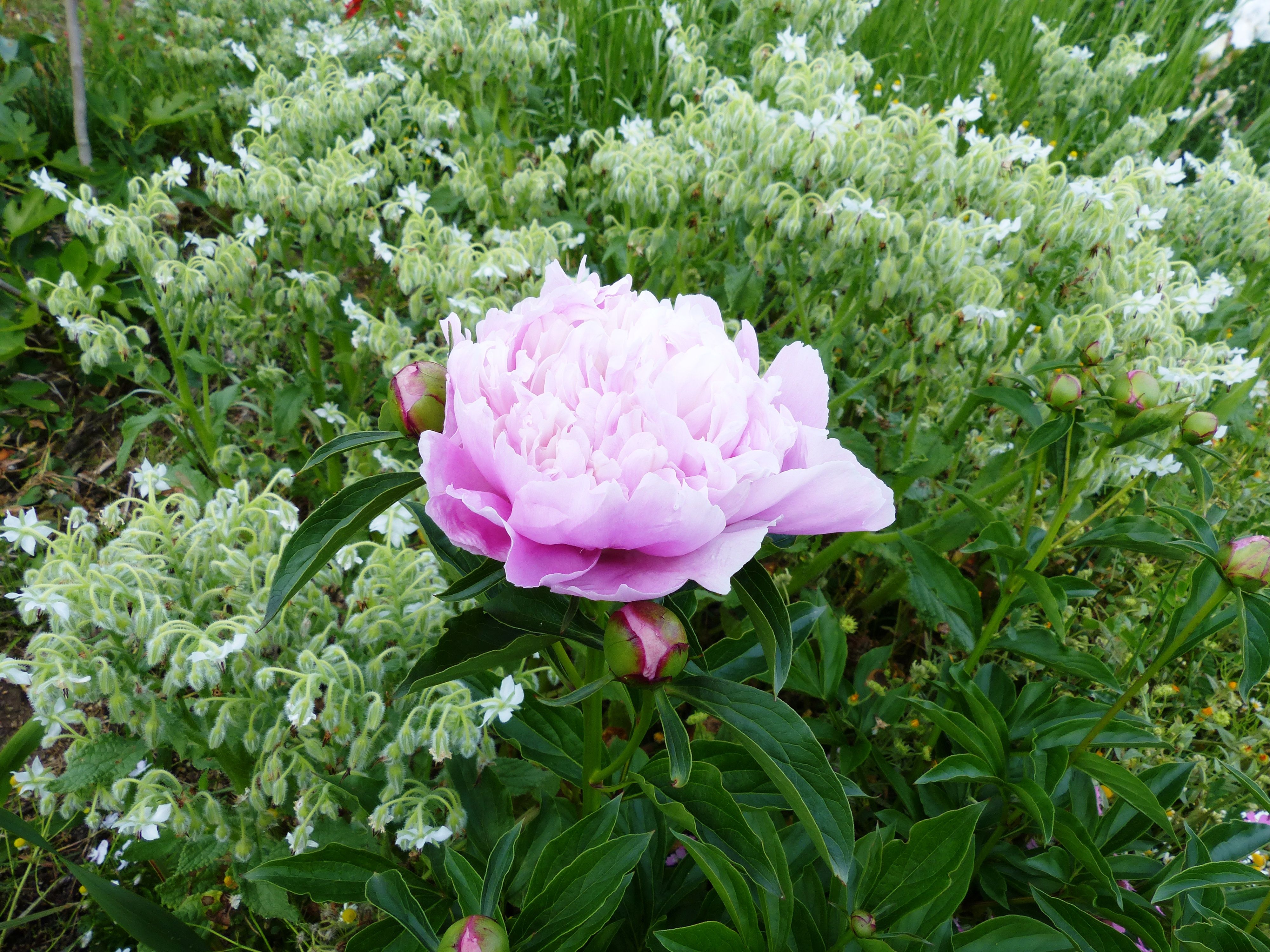 芍薬の花 オープンガーデン 蕗のとう 楽天ブログ