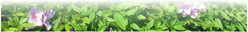 wakaba-endline-msg[1].gif