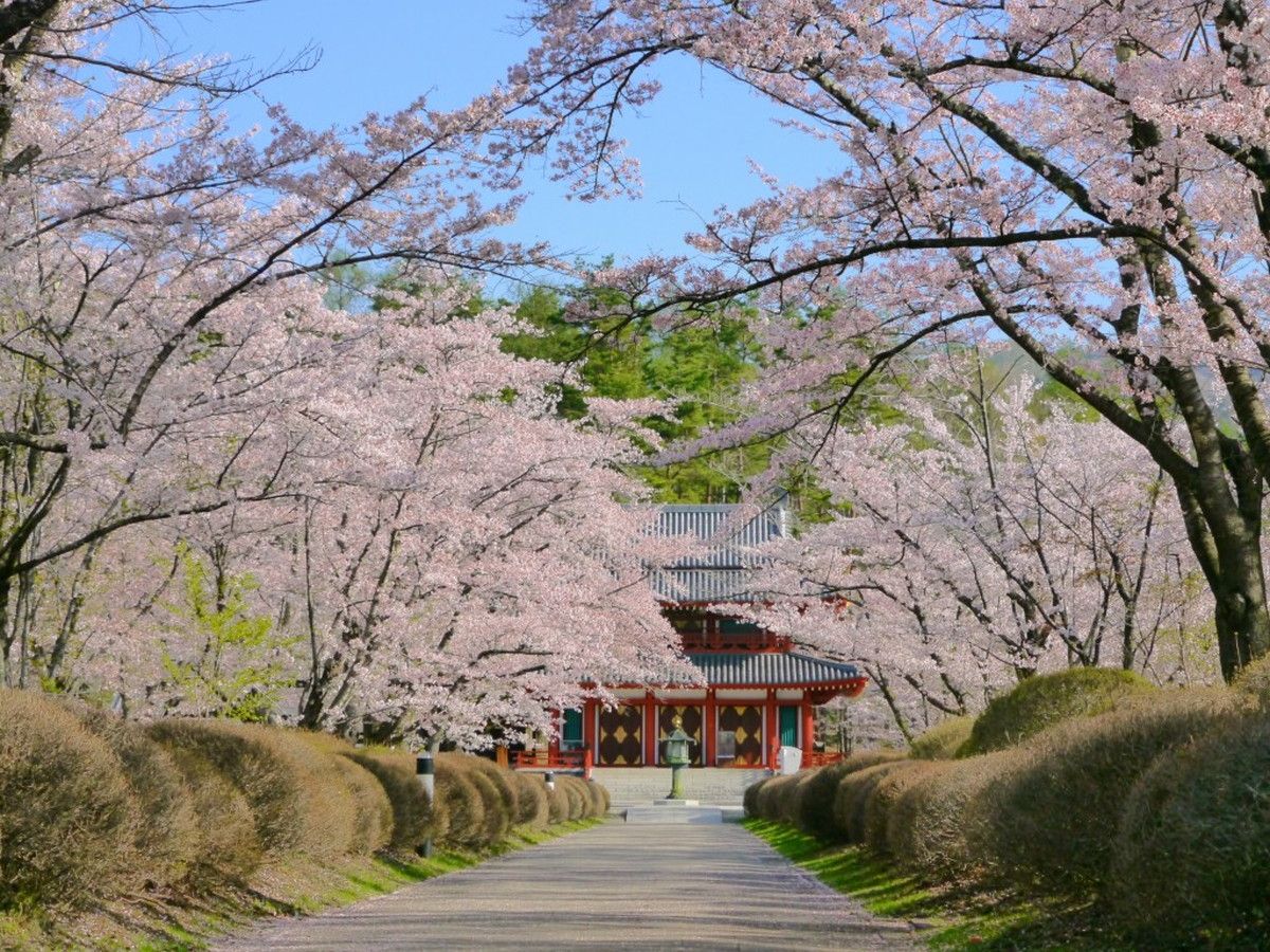 蓼科山聖光寺 桜まつり 創業大正十五年 蓼科 親湯温泉 楽天ブログ 新着情報 楽天ブログ