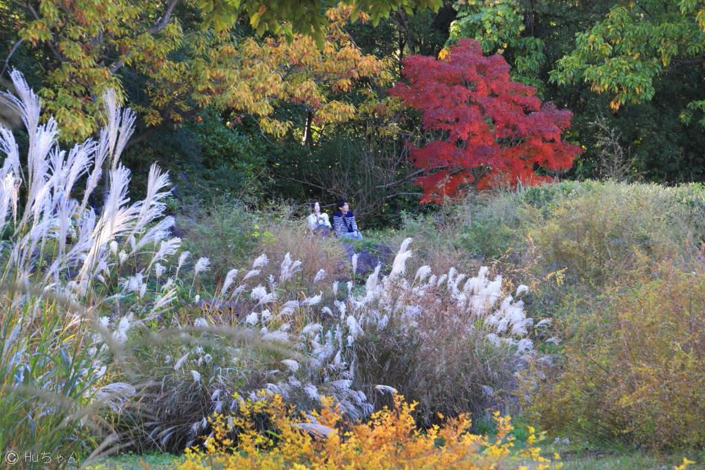 ３ ５６８ー万博記念公園の紅葉２０１９その３ Huちゃん 写真日記 楽天ブログ