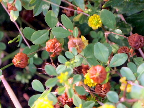 クスダマツメクサ　開花後の花穂