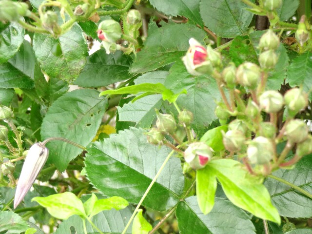 IMG_20150513_103616.jpg