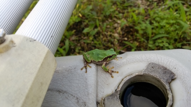 アマガエル