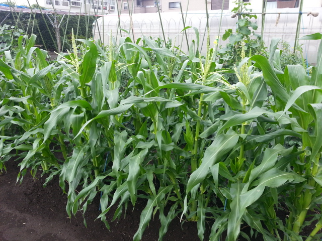 20150606 ﾄｳﾓﾛｺｼ.jpg