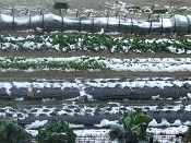 2014年の雪