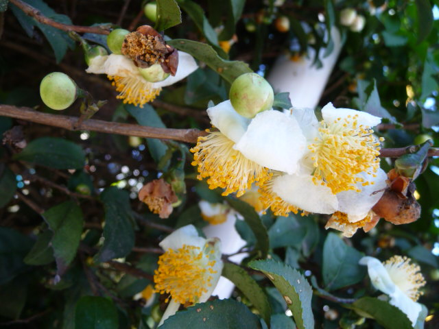 84 お茶の花