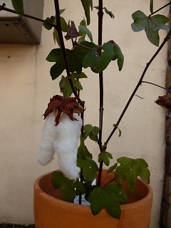 P1270402ss.jpg