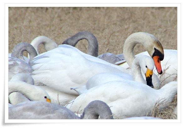 才田・ハクチョウ-3 コブハクチョウ 14.12.23