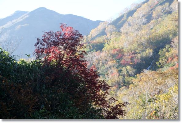 栂池自然園-44 楠川-2 真っ赤なナナカマド 15.10.2