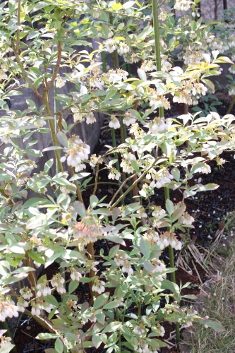 20160423006.JPG