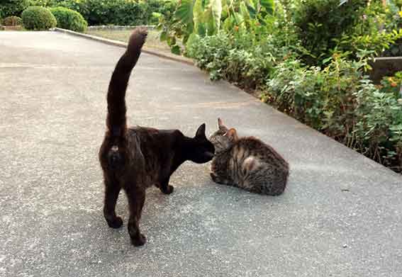 我が家のニャンコ♪2015/8/29-2