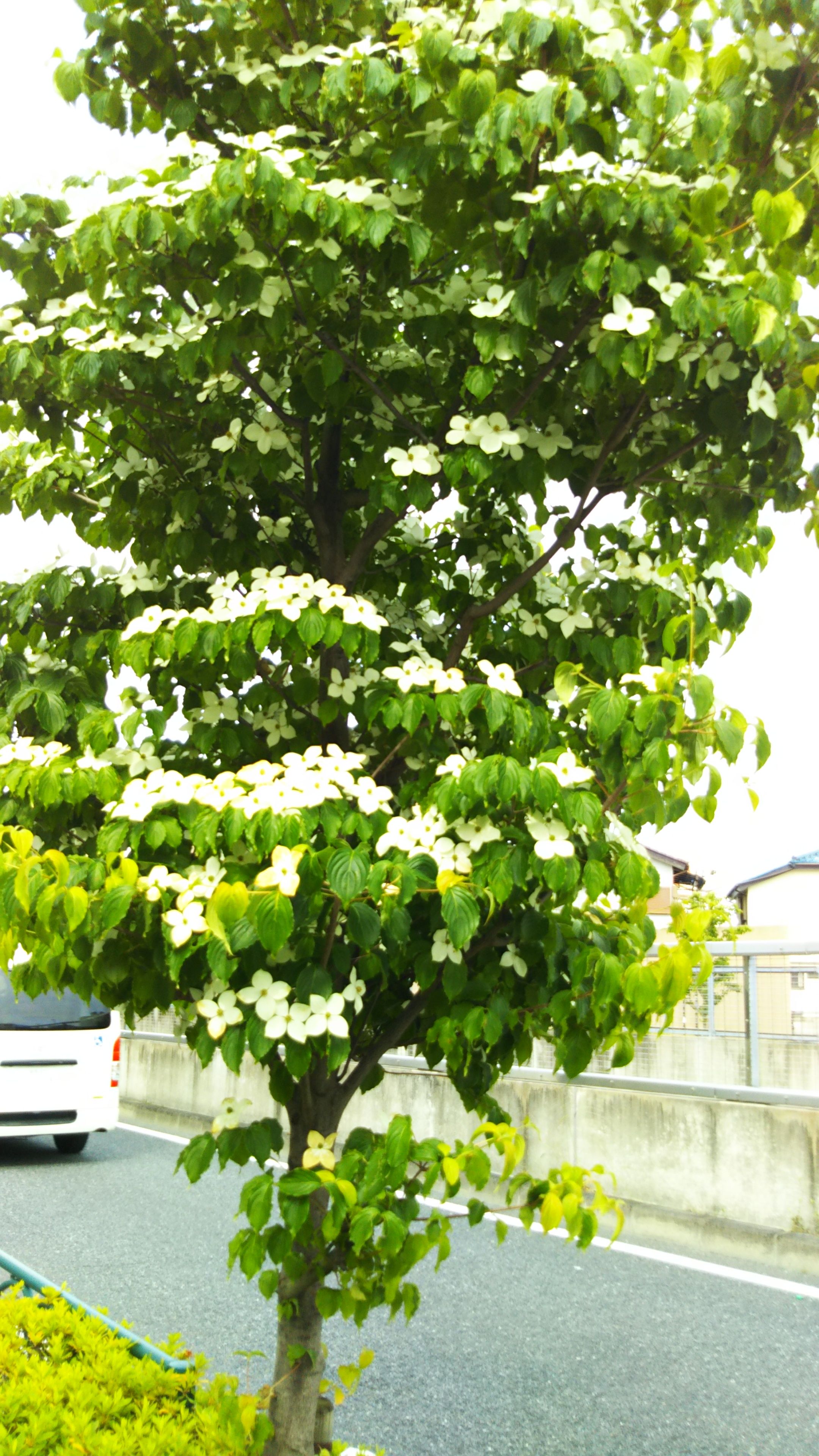 梅雨と白い花 愈々庵気まぐれ日記 楽天ブログ