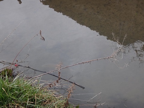 DSC08460.JPG