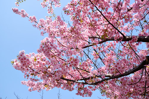 桜２
