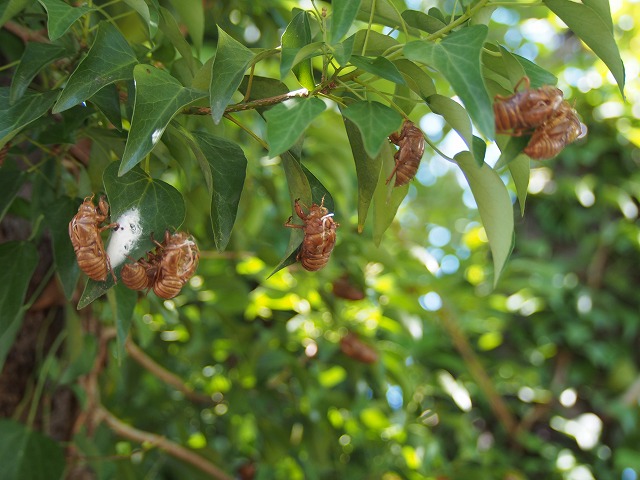 P7300575.jpg