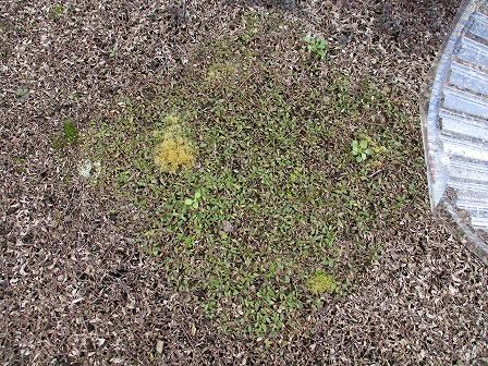 クラピアの苔 コケ を手軽に除去する方法は 緑の温もりを感じる庭づくり 北限のクラピア 楽天ブログ