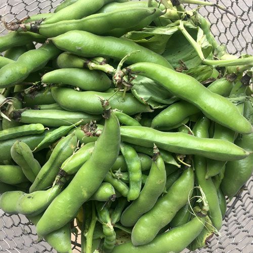 楽天市場で「空豆」を検索