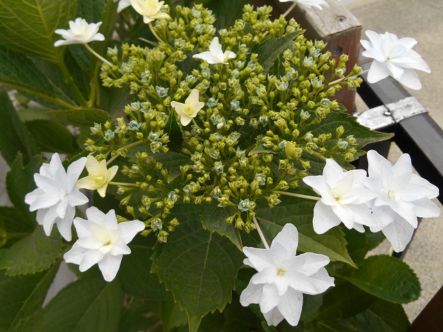 DSCN0542.JPG