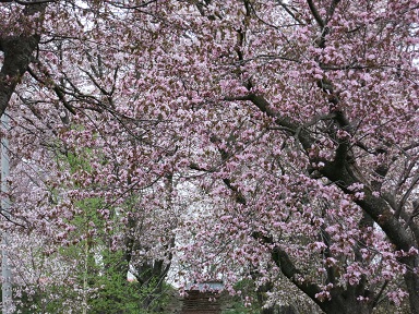 豊郷神社の桜9.jpg