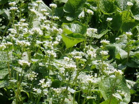 山葵の花