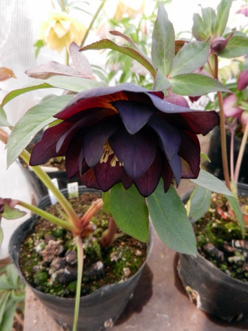DSCN0743.JPG