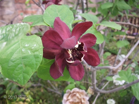2017_05130049.jpg