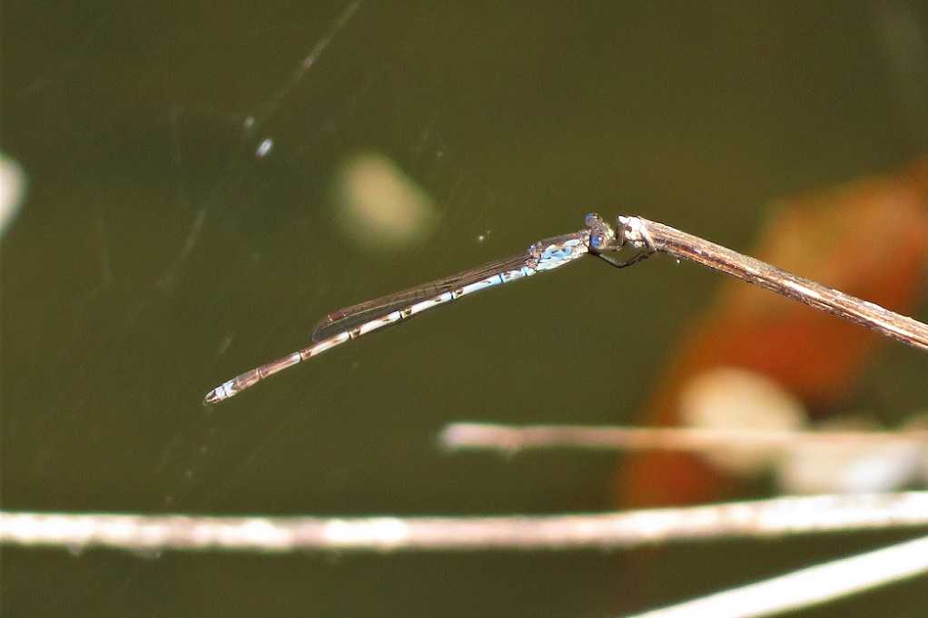 散歩でホソミオツネントンボ 初見 アメンボウ今季初見 トラフシジミ ハンミョウ今季初見 庭でナミアゲハ おまけ フユグミ 大分金太郎の花鳥蝶月 楽天ブログ