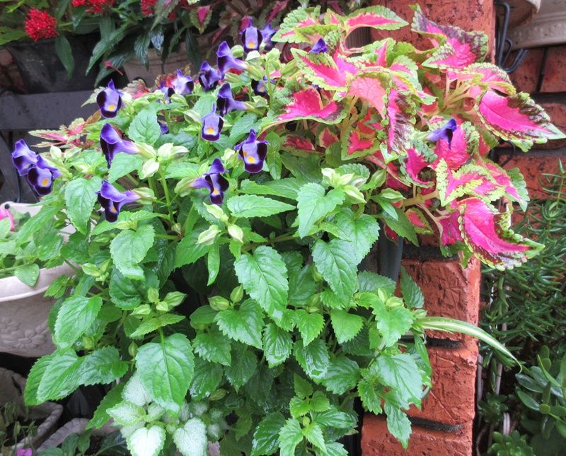 元気なトレニア カラーリーフと豪雨で無残なペチュニア 狭い庭を花いっぱいにする育て方 楽天ブログ