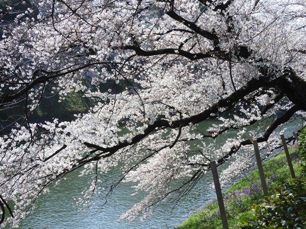 千鳥ヶ淵緑道