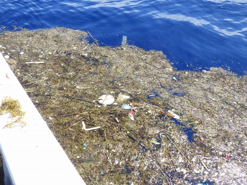 沖縄深海魚採集2017年9月下旬9　流れ藻およびゴミ