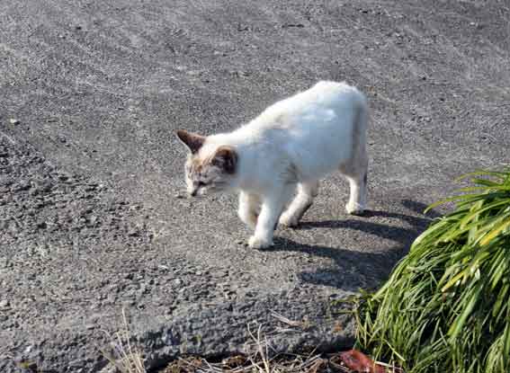 我が家のニャンコ♪2014/02/19-2