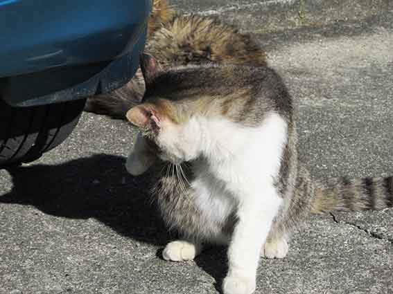 我が家のニャンコ♪2015/12/31-2