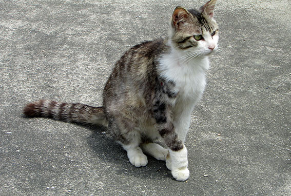 我が家のニャンコ♪2015/5/7-8