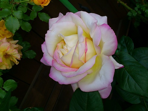 ピース　2013.5.9 (2)A.jpg