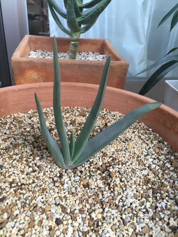 Aloe Plicatilis アロエ プリカティリス Aloe日記 楽天ブログ