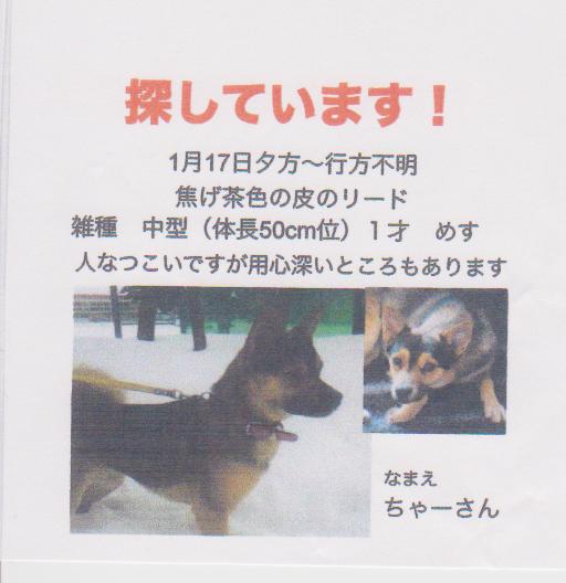 札幌で迷い犬ちゃーさんを探しています。