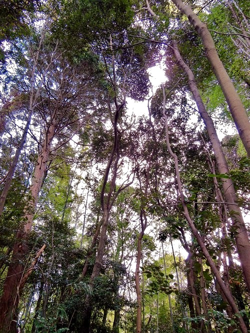 ドングリ峠
