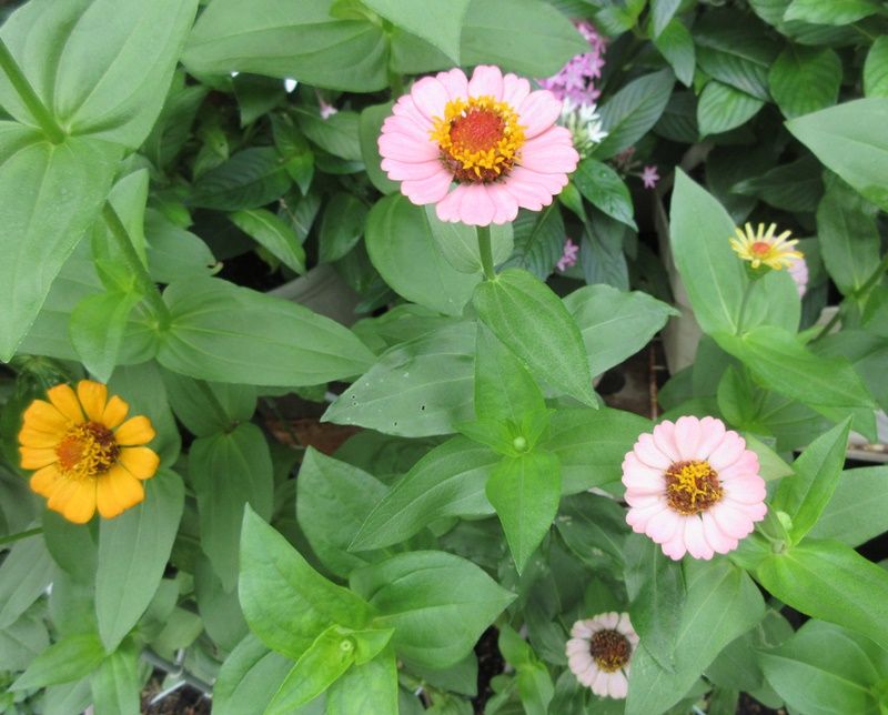ジニアとジニアプロフュージョンの種を採るコツ 狭い庭を花いっぱいにする育て方 楽天ブログ