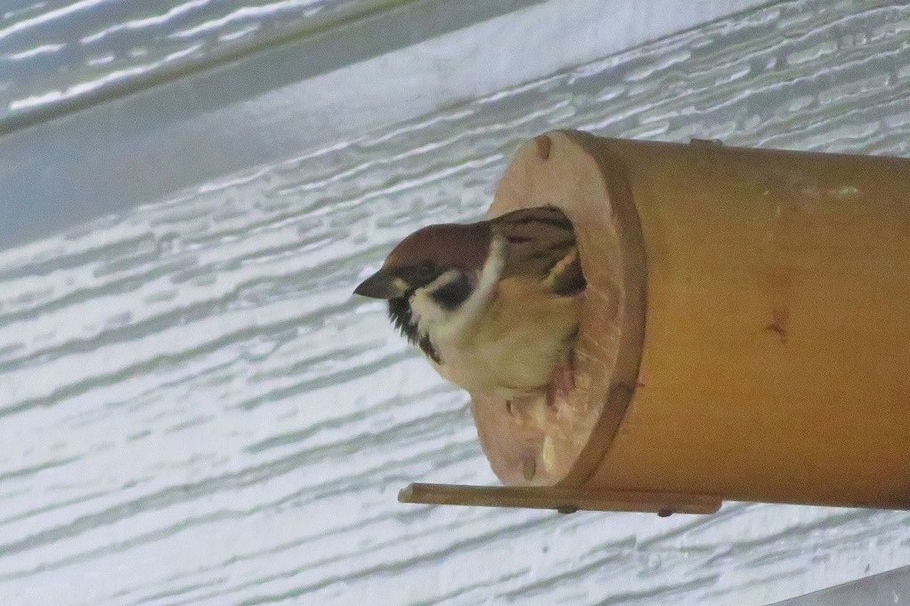 竹の筒巣を出入りするスズメのペア ノジギク満開 大分金太郎の花鳥蝶月 楽天ブログ