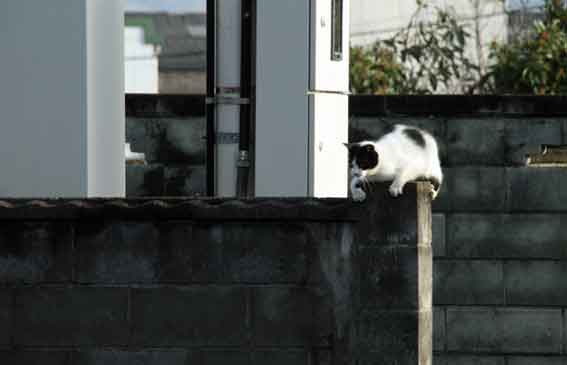 我が家のニャンコ♪2013/3/20-2